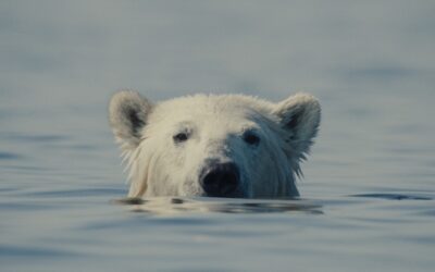 Oscar contenders headline Encounters documentary festival this June