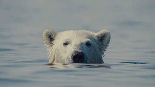 Nuisance Bear (1)